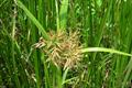 flatsedges, nutsedges, umbrella-sedges, galingales